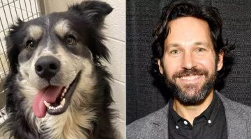 Um cachorro sem-teto ficou famoso por sua suposta semelhança com o “homem mais sexy do mundo” e mudou seu destino