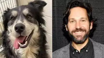 Um cachorro sem-teto ficou famoso por sua suposta semelhança com o “homem mais sexy do mundo” e mudou seu destino